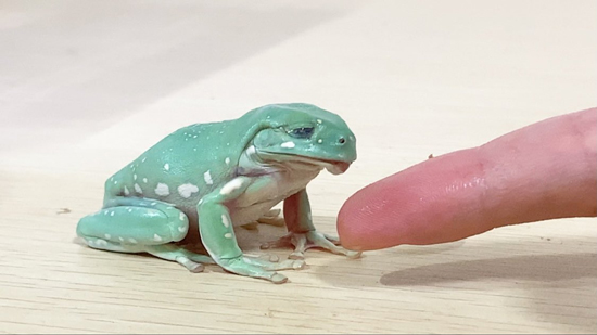 しょんぼり顔たまちゃん