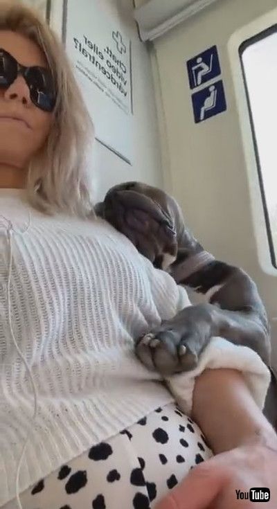 「Sleepy Homer Snoozes on the Train || ViralHog」