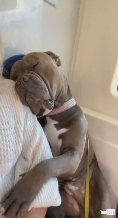 「Sleepy Homer Snoozes on the Train || ViralHog」