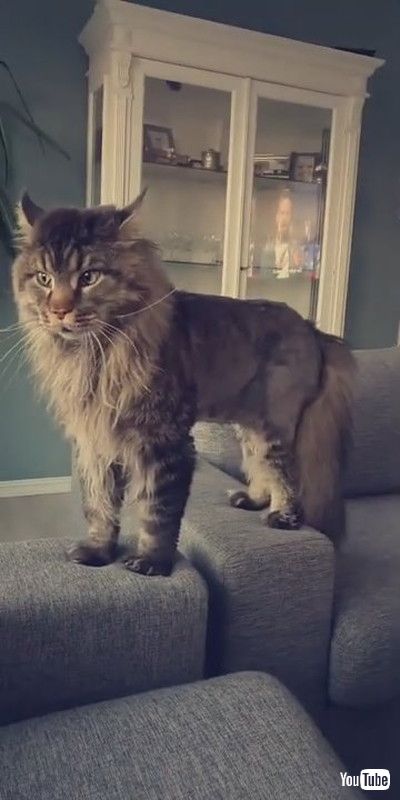 「Kitty Has Strange Sounding Growl || ViralHog」