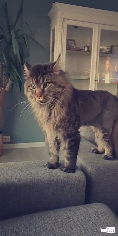 「Kitty Has Strange Sounding Growl || ViralHog」