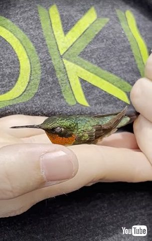 ハチドリ