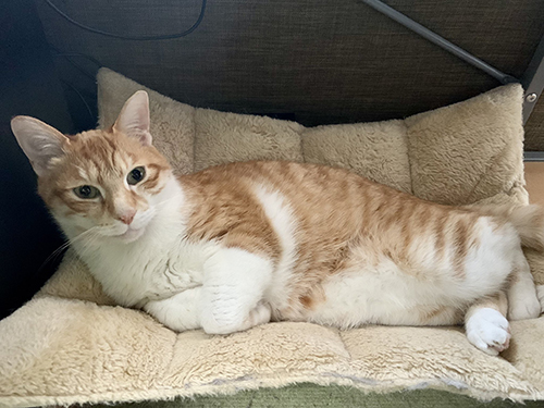 横たわるレオくん