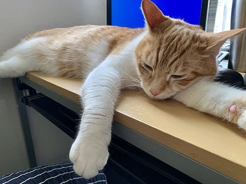 仕事妨害レオくん