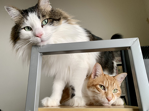 ポストカードのような2匹