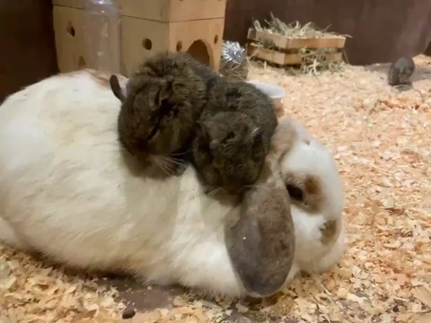 うさぎさんで暖まるデグーさん