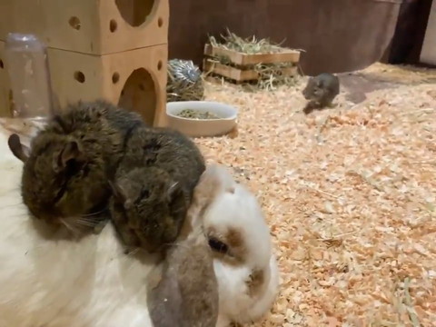 うさぎさんで暖まるデグーさん