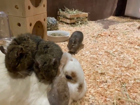 うさぎさんで暖まるデグーさん