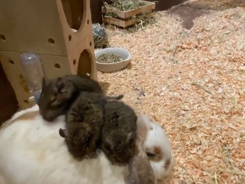 うさぎさんで暖まるデグーさん