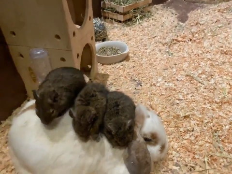 うさぎさんで暖まるデグーさん