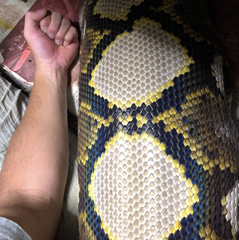 親指サイズからこんな太さに！？　10年育てたヘビが信じられないくらい大きくてすごい