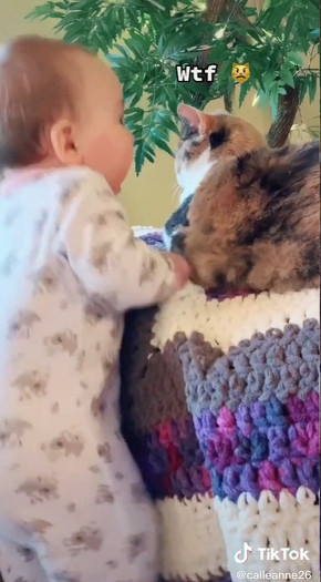 猫に振り向いてほしい赤ちゃん