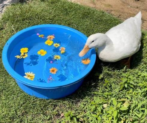 アヒル 花のタライ ヨバンさん