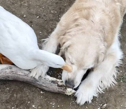 アヒル 花のタライ ヨバンさん