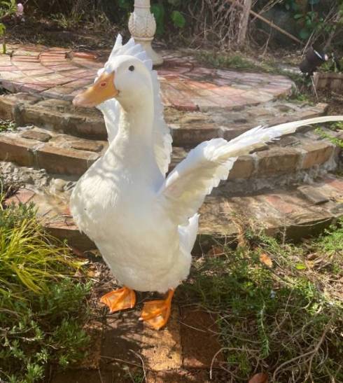 アヒル 花のタライ ヨバンさん