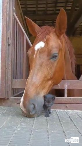 Befriends Tiny Kitten