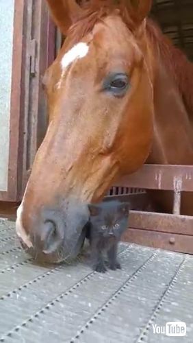Befriends Tiny Kitten
