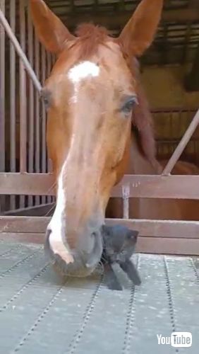 Befriends Tiny Kitten