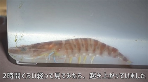 車エビを育ててみた