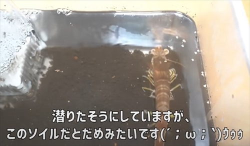 車エビを育ててみた