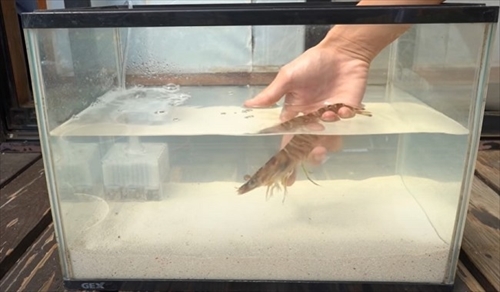 車エビを育ててみた