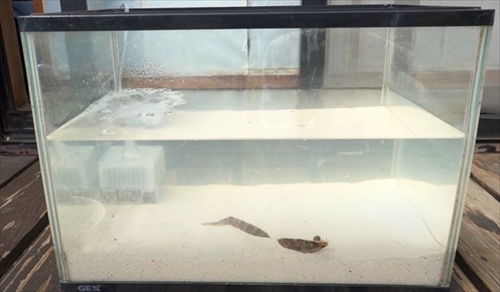 車エビを育ててみた