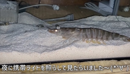 車エビを育ててみた