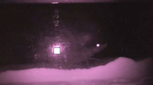 車エビを育ててみた