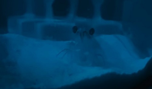 車エビを育ててみた