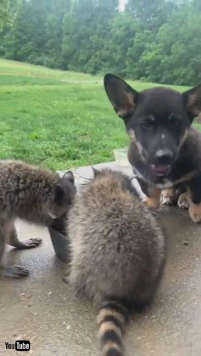 「Dog Shares Dinner with Wild Raccoons || ViralHog」
