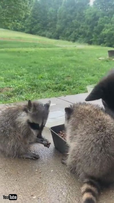 「Dog Shares Dinner with Wild Raccoons || ViralHog」