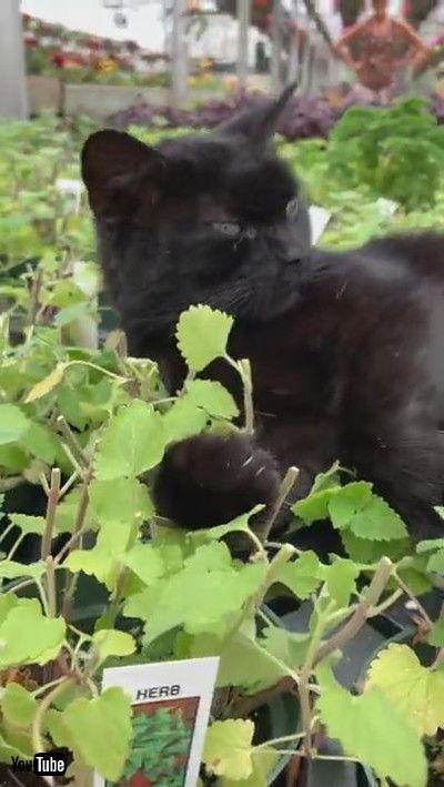 「Black Cat Basking in Greenhouse Catnip || ViralHog」