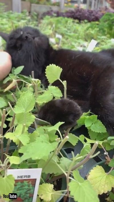 「Black Cat Basking in Greenhouse Catnip || ViralHog」