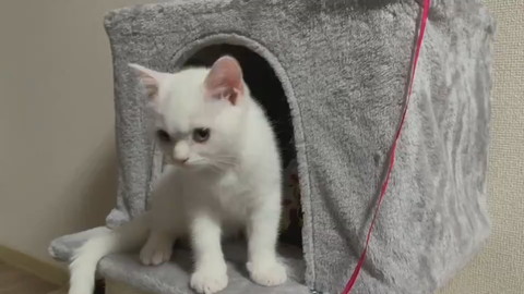 最高にかわいいキャッキャしらたまちゃん