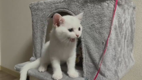 最高にかわいいキャッキャしらたまちゃん