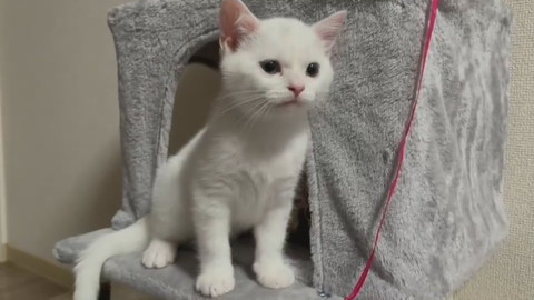 最高にかわいいキャッキャしらたまちゃん