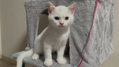 最高にかわいいキャッキャしらたまちゃん