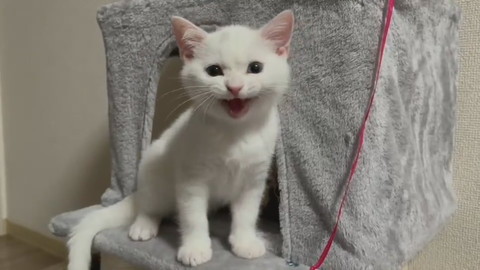 おすすめ