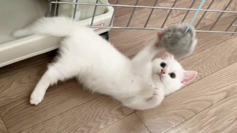 しらたまちゃん