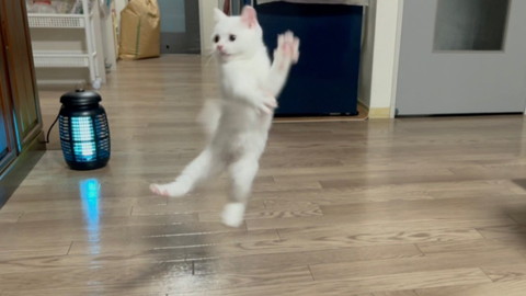 しらたまちゃん