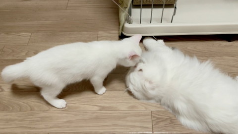 しらたまちゃんと月ちゃん