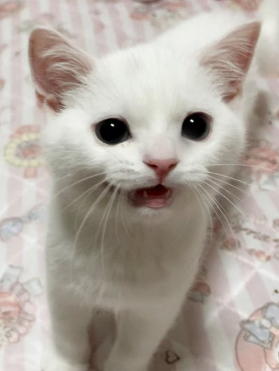 しらたまちゃん