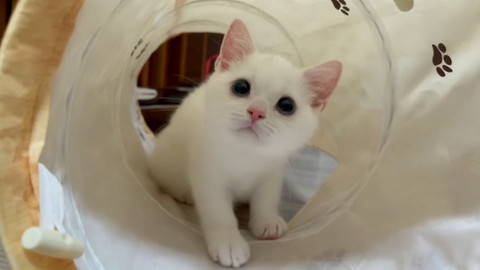 しらたまちゃん