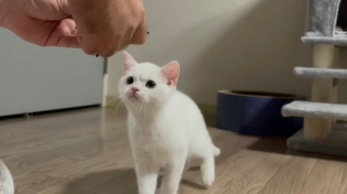 しらたまちゃん