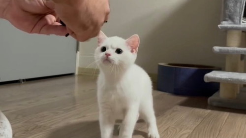 しらたまちゃん