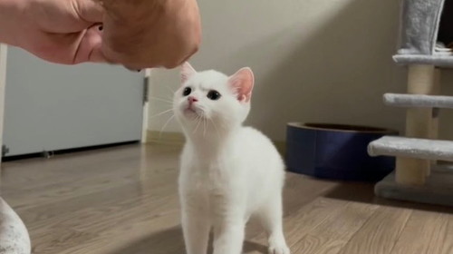 しらたまちゃん