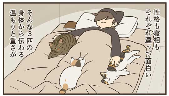 猫と寝る夜 ぽこも お気に入り ベッド 場所 3匹 愛猫 漫画