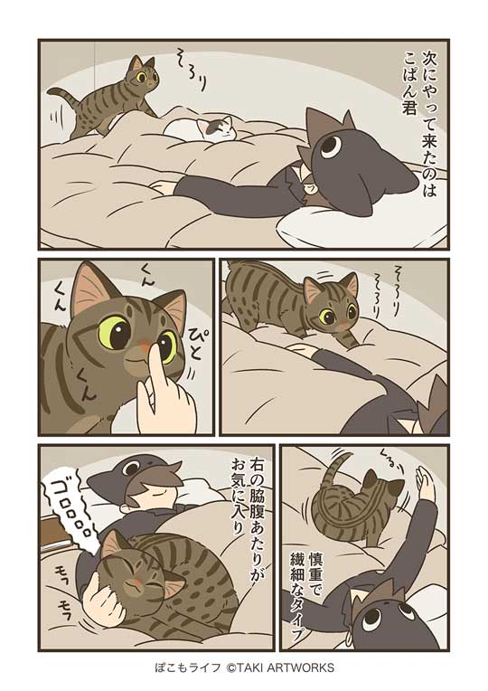 猫と寝る夜 ぽこも お気に入り ベッド 場所 3匹 愛猫 漫画