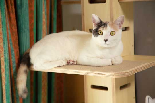 猫と寝る夜 ぽこも お気に入り ベッド 場所 3匹 愛猫 漫画