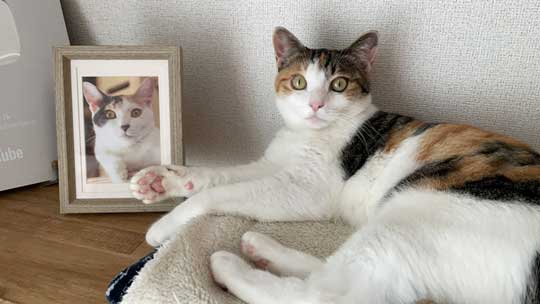 猫と寝る夜 ぽこも お気に入り ベッド 場所 3匹 愛猫 漫画